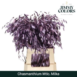 Chasmanthium L70 Metallic Milka