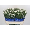 Aster Cassy