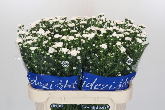 Aster Cassy