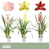 Cymbidium Gemengd 1 Tak