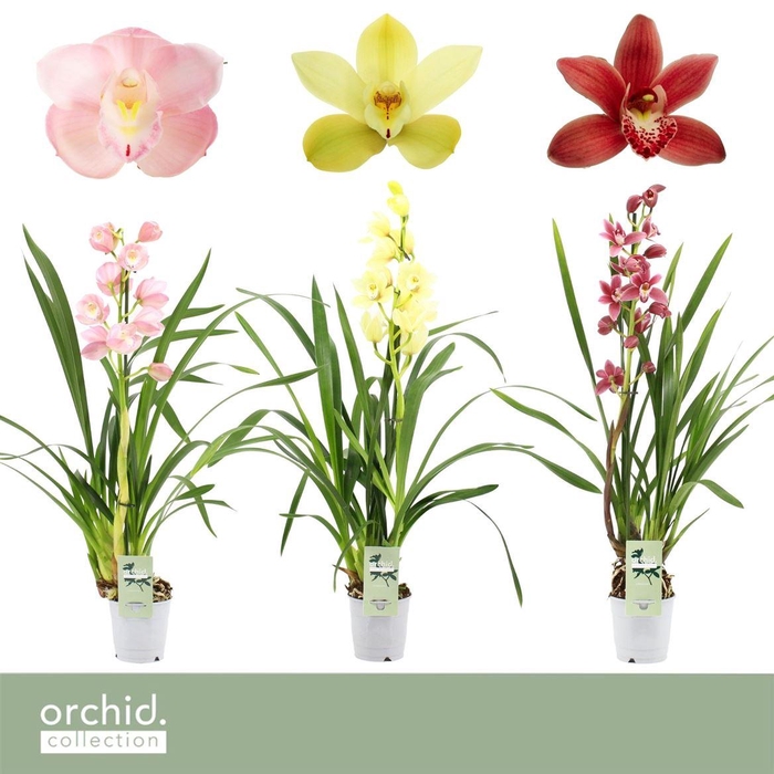 <h4>Cymbidium, Mix 1-spike Orchid Col</h4>