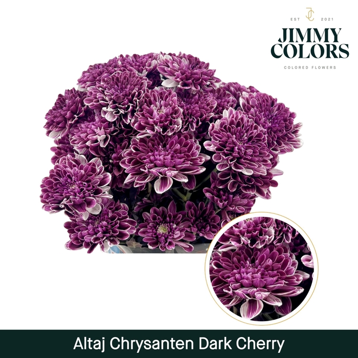 <h4>Chr T Altaj Dark Cherry</h4>