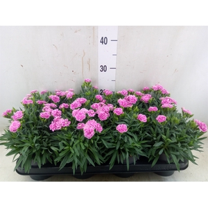 Dianthus car. 'Peman Fancy Lilac'