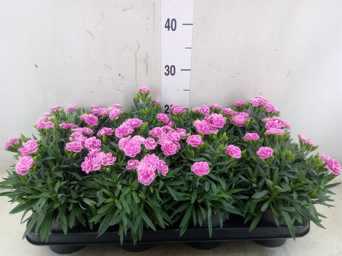 <h4>Dianthus car. 'Peman Fancy Lilac'</h4>