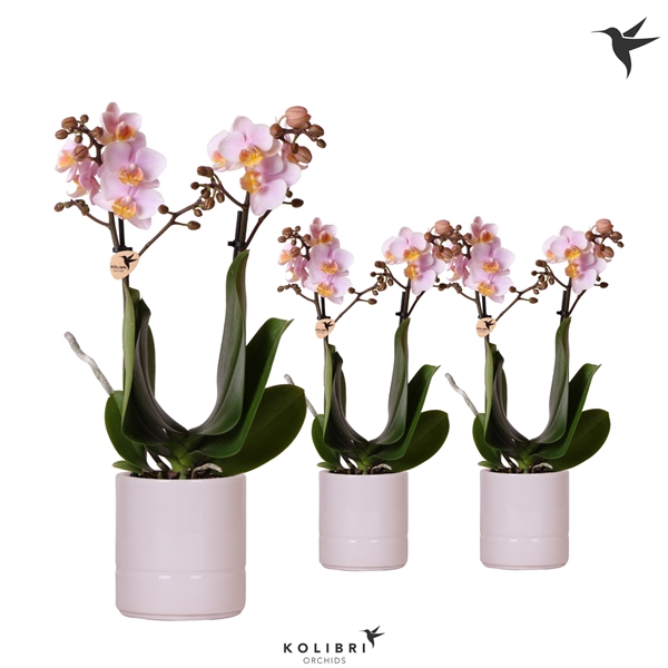 <h4>Kolibri Orchids Phalaenopsis mix 2 spike in Pastel pot pink</h4>