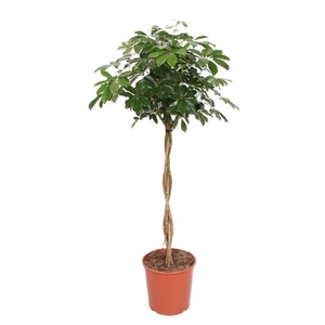 Schefflera Compacta