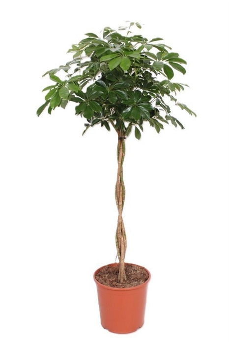 <h4>Schefflera Compacta</h4>