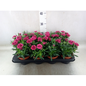 Dianthus  'Oscar Purple Wings'