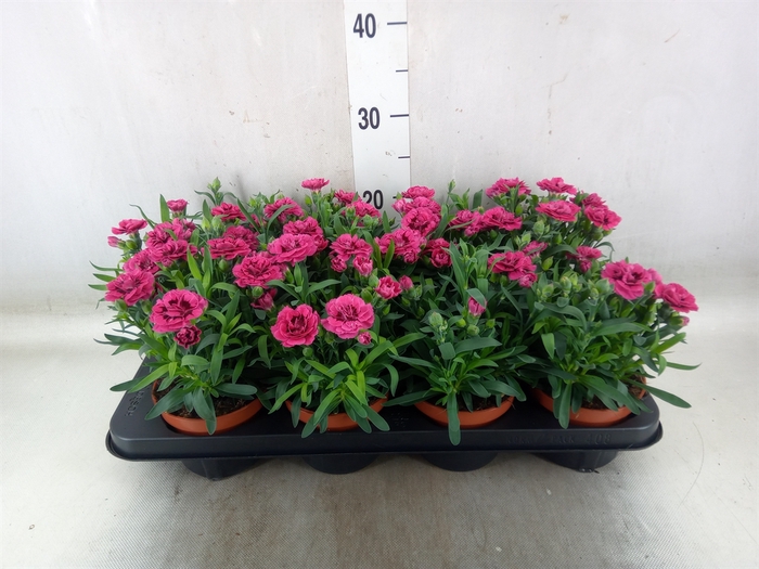 <h4>Dianthus  'Oscar Purple Wings'</h4>