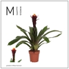 Guzmania
