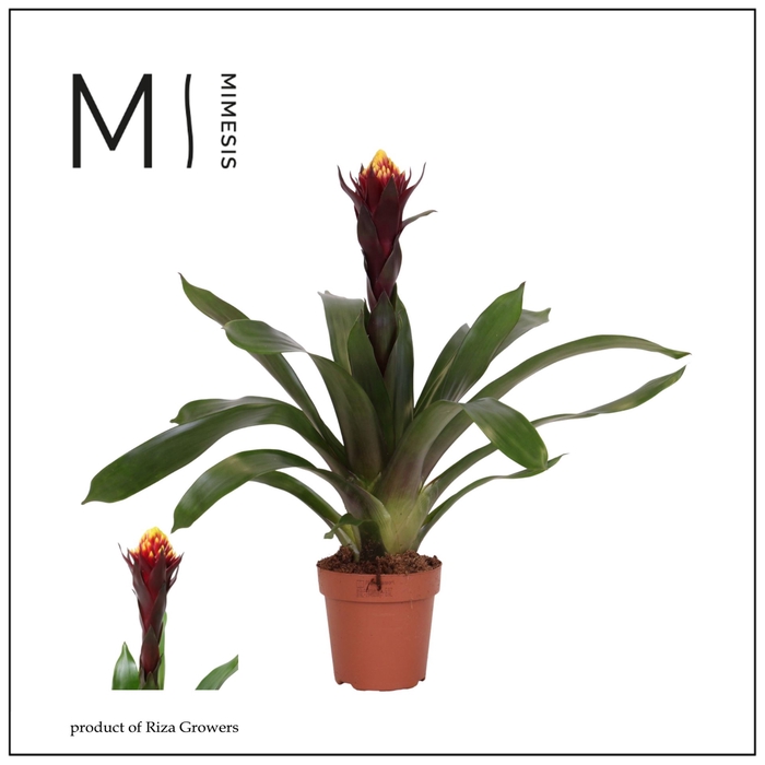 Guzmania