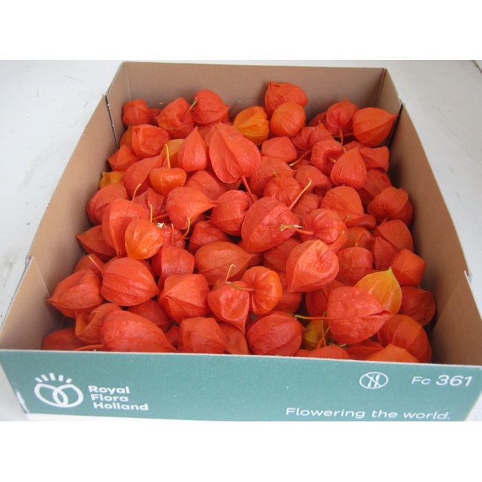 <h4>PHYSALIS LAMPION LOS</h4>