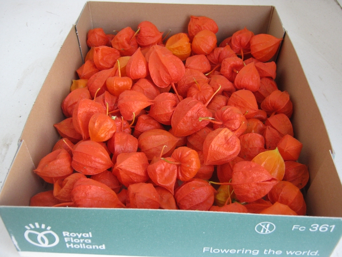 PHYSALIS LAMPION LOS