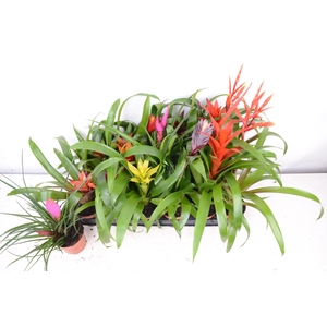 BROMELIA GEM 15 SRT