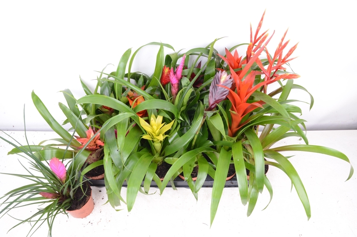 <h4>BROMELIA GEM 15 SRT</h4>