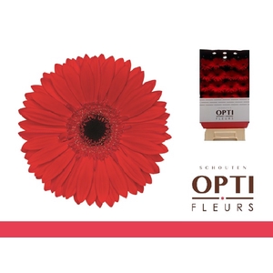 Gerbera Blinddate Diamond