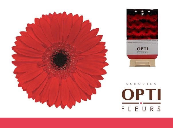 <h4>Gerbera Blinddate Diamond</h4>