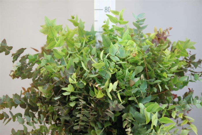 <h4>Euca Stuartiana Autumno Naturel</h4>