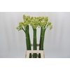 Ornithogalum Saundersiae