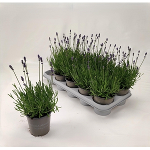 LAVAN AN ESSENCE PUR