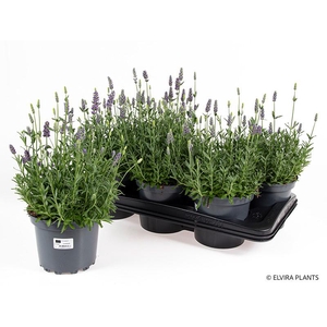 LAVANDULA ANGUSTIFOLIA p17