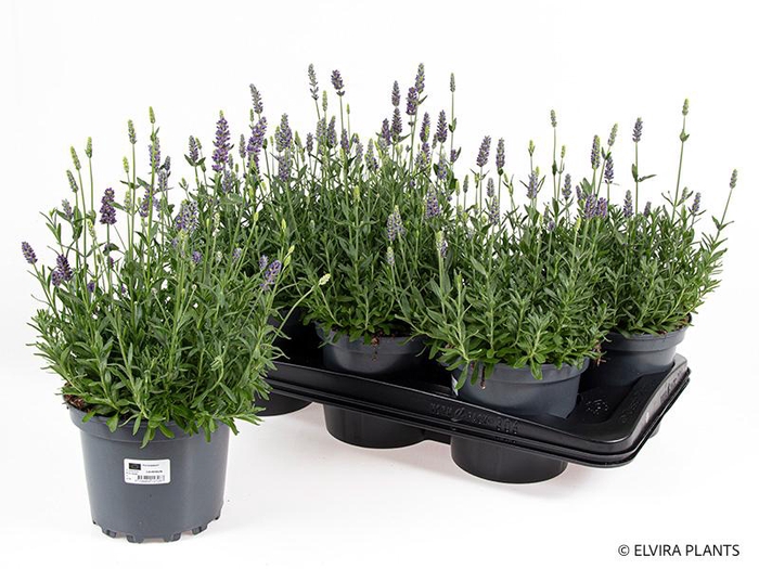 <h4>LAVANDULA ANGUSTIFOLIA p17</h4>