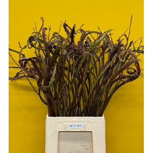 SALIX SEKKA BANDWILG