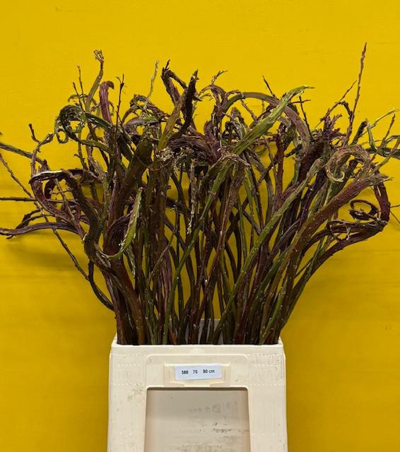 <h4>Salix Sekka Bandwilg</h4>