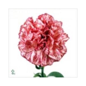 DI ST OVERIG DI ST COMBO MIXED