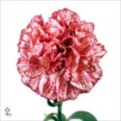 <h4>DI ST OVERIG DI ST COMBO MIXED</h4>