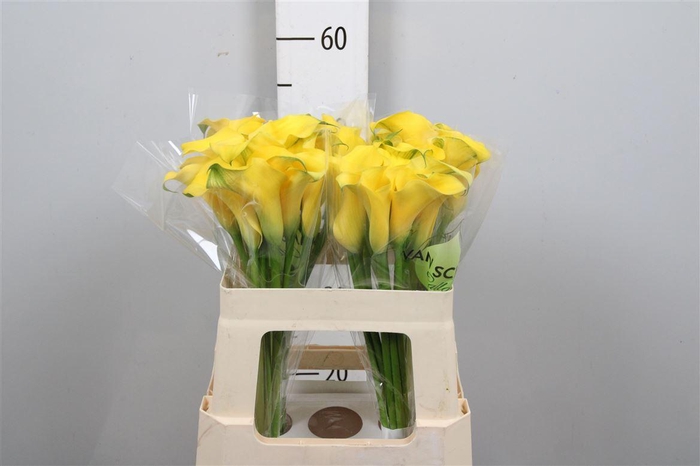 <h4>Zant Monte Carlo</h4>