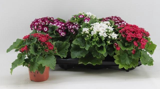 <h4>PERI C VENEZ GEM</h4>