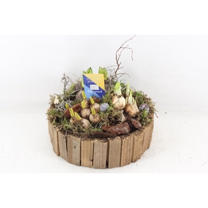 arr4 Bollenmix MB - Hout rond latjes x2