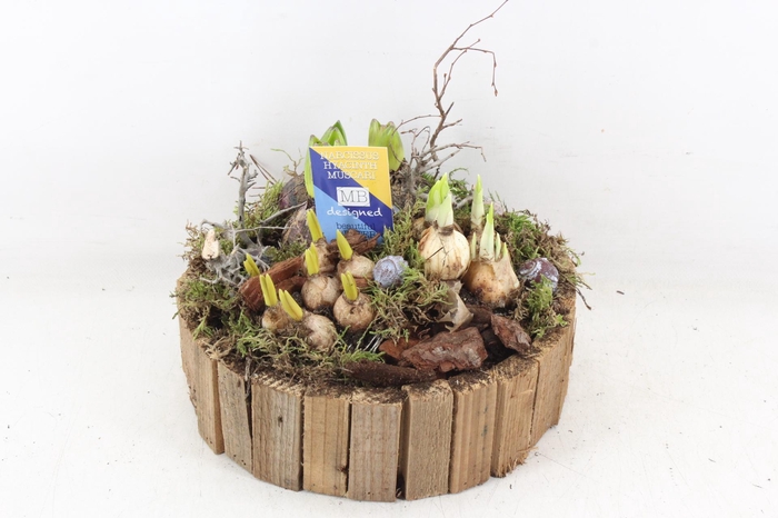 <h4>arr4 Bollenmix MB - Hout rond latjes x2</h4>