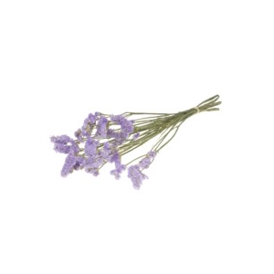.Statice sinuata nat.lilac
