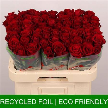 <h4>Rosa grootbloemig Ever Red</h4>