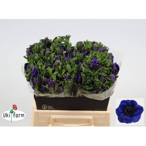 ANEM CO GALIL BLAUW chambre