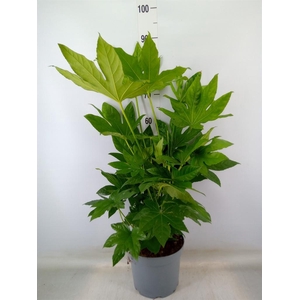 Fatsia japonica   ...
