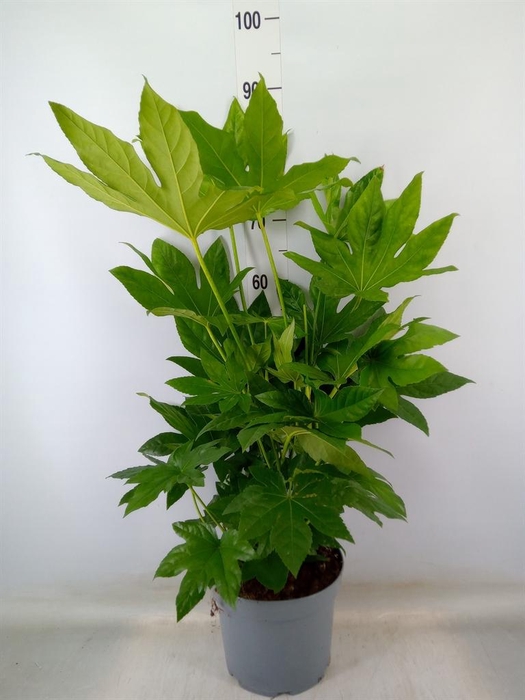<h4>Fatsia japonica   ...</h4>