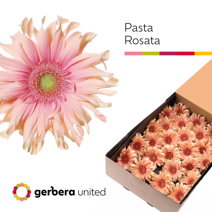 <h4>Ge Gr Pasta Rosata</h4>