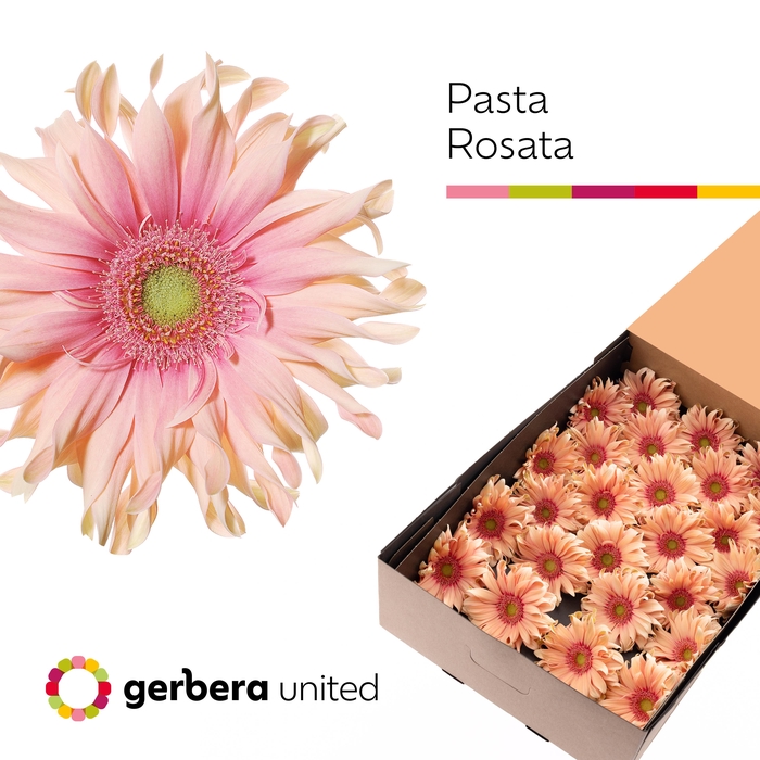 <h4>Gerbera Pasta Rosata Doos</h4>