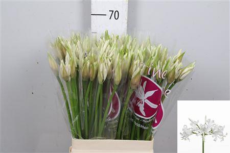 <h4>Ne Bo Bianca Perla</h4>