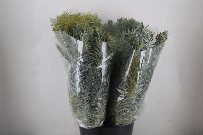 <h4>Mimosa Luna D'argento P Bunch</h4>