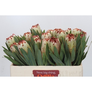 Protea Aurumn