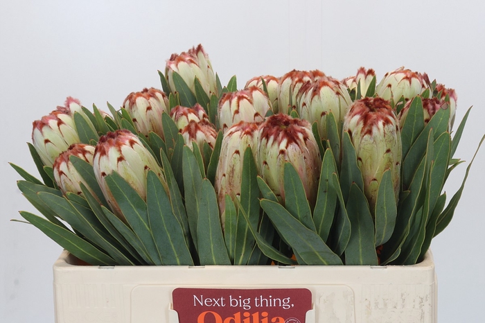 <h4>Protea Aurumn</h4>
