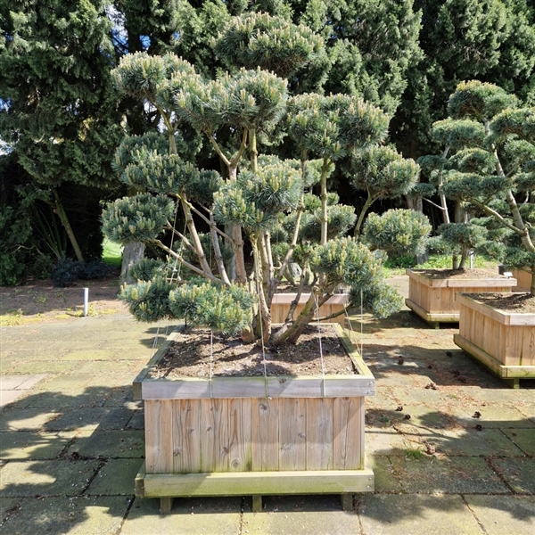 <h4>Pinus sylvestris 'Watereri'</h4>