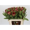 Protea Robijn