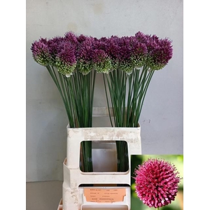 ALLIUM SPHAEROCEPHAL