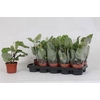 Maranta Ov