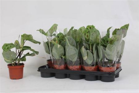 Maranta Ov